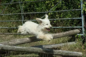 Poles: Dog - Poodle jumping over wooden poles