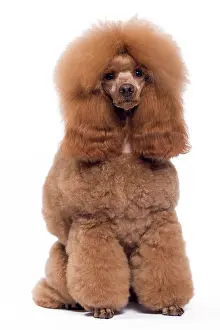 Caniche: Dog - Poodle - Miniature / Dwarf - Fawn Red colouring