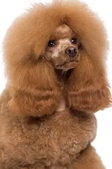 Caniche: Dog - Poodle - Miniature / Dwarf - Fawn Red colouring