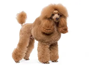 Caniche: Dog - Poodle - Miniature / Dwarf - Fawn Red colouring