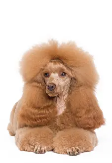 Caniche: Dog - Poodle - Miniature / Dwarf - Fawn Red colouring