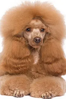 Caniche: Dog - Poodle - Miniature / Dwarf - Fawn Red colouring