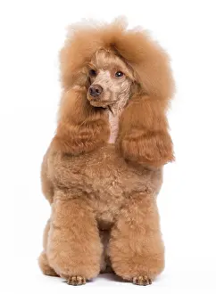 Caniche: Dog - Poodle - Miniature / Dwarf - Fawn Red colouring