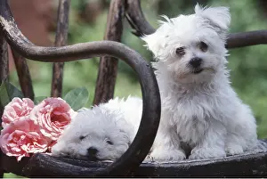 Frederic Rolland: DOG - Poodle Puppies x two, with pink roses on chair