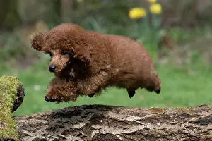 Leaping: DOG, POODLE, PUPPY, 14 WEEKS OLD, JUMPING A LOG, GARDEN, SPRING
