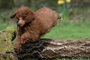 Leaping: DOG, POODLE, PUPPY, 14 WEEKS OLD, JUMPING A LOG, GARDEN, SPRING