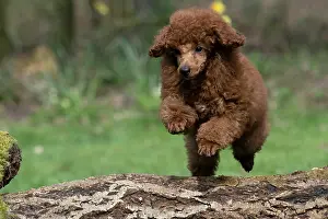 Leaping: DOG, POODLE, PUPPY, 14 WEEKS OLD, JUMPING A LOG, GARDEN, SPRING