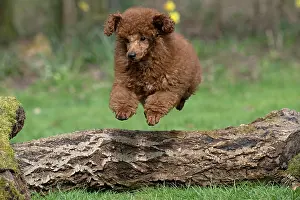 Leaping: DOG, POODLE, PUPPY, 14 WEEKS OLD, JUMPING A LOG, GARDEN, SPRING