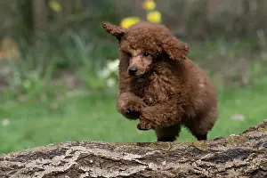 Leaping: DOG, POODLE, PUPPY, 14 WEEKS OLD, JUMPING A LOG, GARDEN, SPRING
