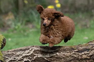 Leaping: DOG, POODLE, PUPPY, 14 WEEKS OLD, JUMPING A LOG, GARDEN, SPRING