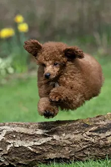 Leaping: DOG, POODLE, PUPPY, 14 WEEKS OLD, JUMPING A LOG, GARDEN, SPRING