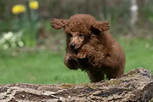 Leaping: DOG, POODLE, PUPPY, 14 WEEKS OLD, JUMPING A LOG, GARDEN, SPRING