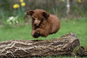 Leaping: DOG, POODLE, PUPPY, 14 WEEKS OLD, JUMPING A LOG, GARDEN, SPRING