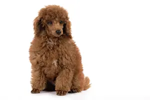 Poodles: DOG, POODLE, PUPPY, 14 WEEKS OLD, SITTING, STUDIO, WHITE