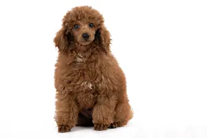 Poodles: DOG, POODLE, PUPPY, 14 WEEKS OLD, SITTING, STUDIO, WHITE