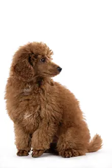 Poodles: DOG, POODLE, PUPPY, 14 WEEKS OLD, SITTING, STUDIO, WHITE