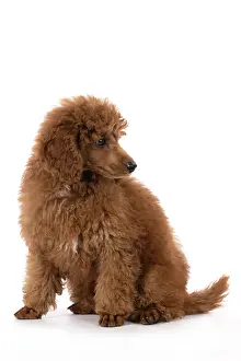 Poodles: DOG, POODLE, PUPPY, 14 WEEKS OLD, SITTING, STUDIO, WHITE