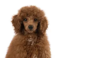 Shoulders: DOG, POODLE, PUPPY, 14 WEEKS OLD, PORTRAIT, HEAD & SHOULDERS, STUD