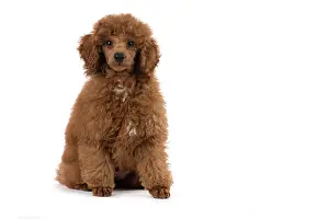 Poodles: DOG, POODLE, PUPPY, 14 WEEKS OLD, SITTING, STUDIO, WHITE
