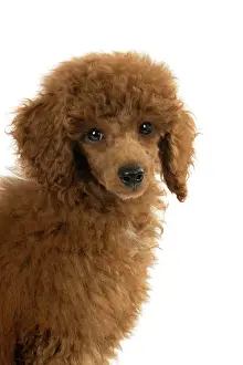 Shoulders: DOG, POODLE, PUPPY, 14 WEEKS OLD, PORTRAIT, HEAD & SHOULDERS, STUD