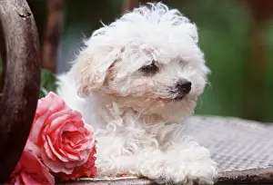Frederic Rolland: DOG - Poodle puppy close-up sitting on chair with pink rose