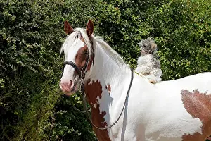 Clever: Dog - Poodle sitting on a horses back