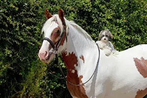 Clever: Dog - Poodle sitting on a horses back