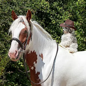 Weird: DOG - Poodle sitting on a horses back wearing a cowboy hat