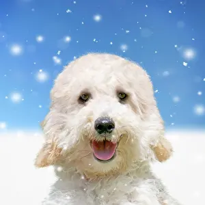 Poodles: Dog - Poodle in the snow in winter