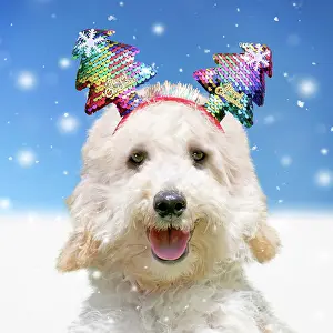 Chris: Dog - Poodle in the snow in winter wearing Chris