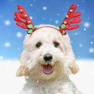 Reindeer: Dog - Poodle in the snow in winter wearing Chris