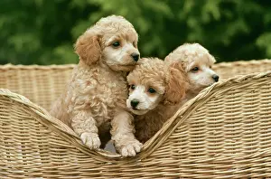 Kallen Marc Ferrero: Dog - Poodle toy puppies in basket