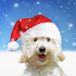 Poodles: Dog - Poodle wearing a Christmas Santa hat in snow