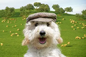 121218: DOG, Poodle wearing a flat cap in field of sheep