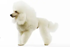 Caniche: Dog - Poodle - white. (French: Caniche Moyen)