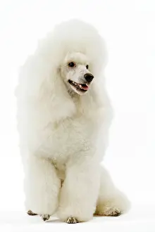 Caniche: Dog - Poodle - white. (French: Caniche Moyen)