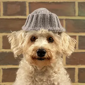 Wool: DOG. Poodle (white ) wearing a wooly hat