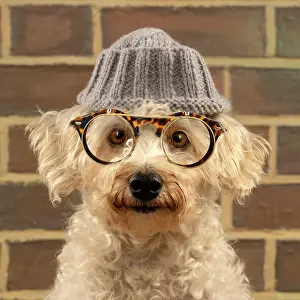 Glasses: DOG. Poodle (white ) wearing a wooly hat and glasses