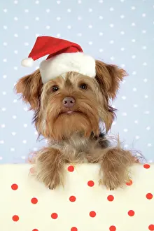 Poos: DOG. Poodle X Yorkie ( Yoodle or Yorkie Poo )