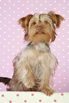 Poos: Dog - Poodle X Yorkie ( Yoodle or Yorkie Poo )