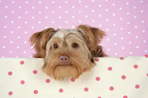 Poos: Dog - Poodle X Yorkie, ( Yoodle or Yorkie Poo )