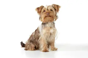 Poos: Dog - Poodle X Yorkie, ( Yoodle or Yorkie Poo )