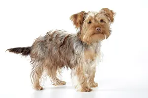 Poos: Dog - Poodle X Yorkie ( Yoodle or Yorkie Poo )