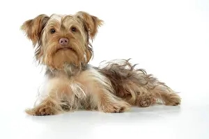 Poos: Dog - Poodle X Yorkie ( Yoodle or Yorkie Poo )