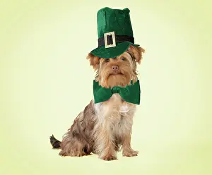 Patrick: Dog - Poodle X Yorkie ( Yoodle or Yorkie Poo )