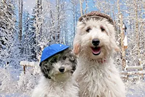 Snows: DOG - Poodles