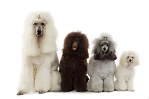 Caniche: Dog - Poodles - Row of 4 (caniche)