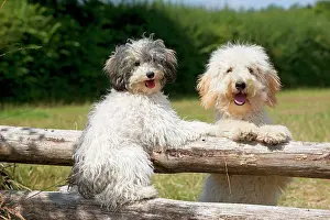 Poles: Dog - Poodles sitting on wooden poles