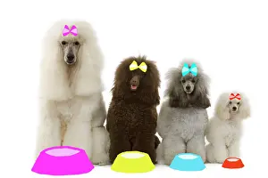 Minature: Dog - Poodles - Standard, Moyen, Minature / dwarf