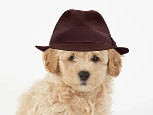 100822: DOG. Pooton / Cotonpoo, cross breed, 6 weeks old, studio